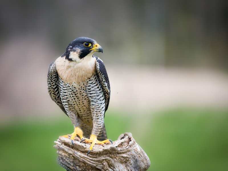 Le Gîte le Faucon Pèlerin