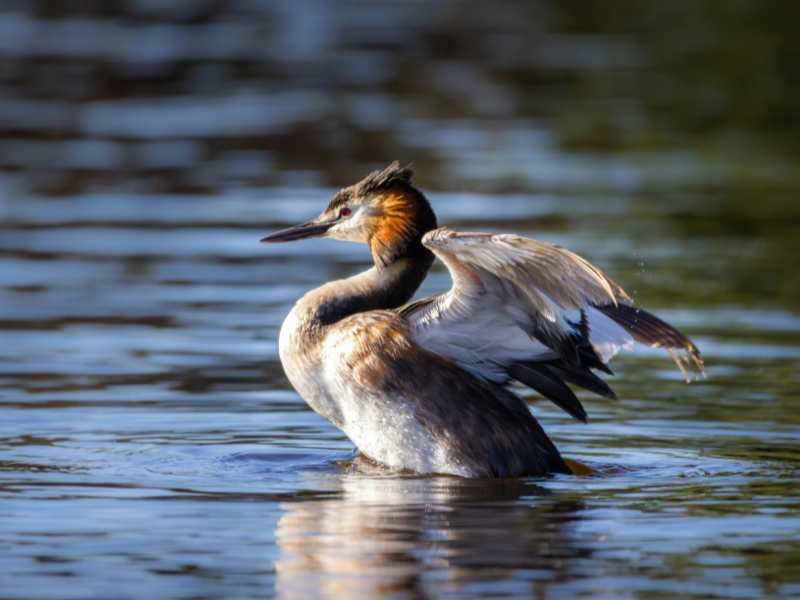 Le Gîte le Grèbe Huppé