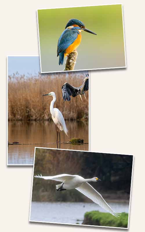 Le lac du Der, site privilégié attire ornithologues